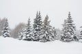 Firtrees in winter Royalty Free Stock Photo