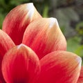 Red, orange waterlilly Dahlia, white tips, extreme Royalty Free Stock Photo