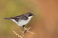 Fiscal Flycatcher Royalty Free Stock Photo