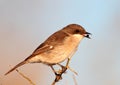 Fiscal Flycatcher Royalty Free Stock Photo