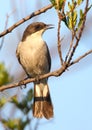Fiscal Flycatcher Royalty Free Stock Photo