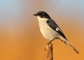 Fiscal Flycatcher Royalty Free Stock Photo