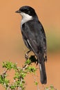 Fiscal flycatcher Royalty Free Stock Photo