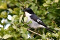Fiscal Flycatcher Royalty Free Stock Photo