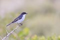 Fiscal flycatcher - Sigelus silens Royalty Free Stock Photo