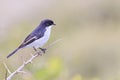 Fiscal flycatcher - Sigelus silens Royalty Free Stock Photo