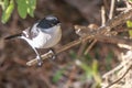 Fiscal Flycatcher Royalty Free Stock Photo