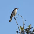 Fiscal Flycatcher Royalty Free Stock Photo