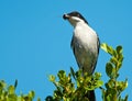 Fiscal Flycatcher with moth Royalty Free Stock Photo