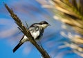 Fiscal Flycatcher on palm frond Royalty Free Stock Photo
