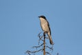 Fiscal flycatcher perched branch garden