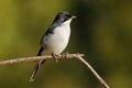A small fiscal flycatcher perched on a branch, South Africa Royalty Free Stock Photo