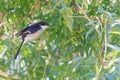 Fiscal flycatcher - Sigelus silens Royalty Free Stock Photo