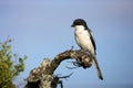 Fiscal Shrike