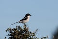 Fiscal Shrike Bird