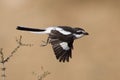 Fiscal Shrike, Common Fiscal in flight