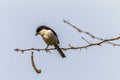 Fiscal Shrike jackie-hangman bird