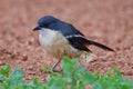 Fiscal shrike (lanius collaris) Royalty Free Stock Photo