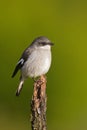 Fiscal shrike (lanius collaris) Royalty Free Stock Photo