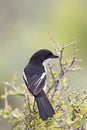 Fiscal Shrike (Lanius collaris) Royalty Free Stock Photo