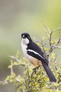 Fiscal Shrike (Lanius collaris) Royalty Free Stock Photo