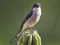 Fiscal Shrike (Lanius collaris) Royalty Free Stock Photo