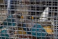 Fische\'s lovebird or blue maske lovebirds kept in a cage for sale in a pet shop.