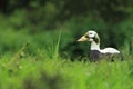 Fischer eider Royalty Free Stock Photo