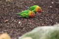 Fischer lovebird