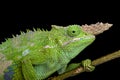 Fischer's chameleon (Kinyongia fischeri )