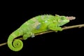 Fischer's chameleon (Kinyongia fischeri )