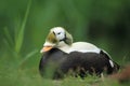 Fischer's eider Royalty Free Stock Photo