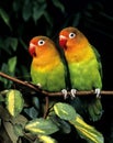 Fischer`s Lovebird, agapornis fischeri Royalty Free Stock Photo