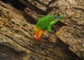 Fischer`s lovebird Agapornis fischeri