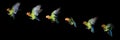 Fischer`s Lovebird, agapornis fischeri, in flight, Movement Sequence