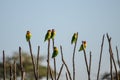 Fischer`s Lovebirds Agapornis fischeri