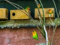 Fischers lovebirds in the aviary, colorful and vibrant dwarf parrots, popular pets in aviculture