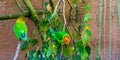 Fischers Lovebirds Sitting On A Tree Branch, Colorful And Tropical Small Parrots From Africa, Popular Pet In Aviculture
