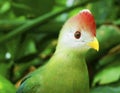 Fischer`s turaco is a species of bird in the family Musophagidae Royalty Free Stock Photo