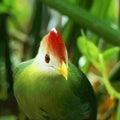 Fischer`s turaco is a species of bird in the family Musophagidae Royalty Free Stock Photo