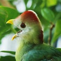 Fischer`s turaco is a species of bird in the family Musophagidae Royalty Free Stock Photo