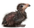 Fischer`s Turaco, Tauraco fischeri, 1 week old