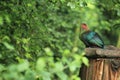 Fischer turaco