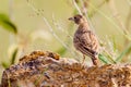 Fischer's Sparrow-Lark Female