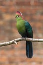 Fischer& x27;s turaco & x28;Tauraco fischeri& x29; perching on branch Royalty Free Stock Photo