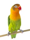 Fischeri lovebird Royalty Free Stock Photo