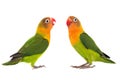 Fischeri lovebird parrot Royalty Free Stock Photo