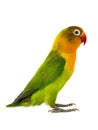 Fischeri lovebird Royalty Free Stock Photo