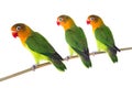 Fischeri lovebird parrots Royalty Free Stock Photo