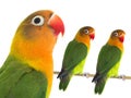 Fischeri lovebirds parrot on a white Royalty Free Stock Photo